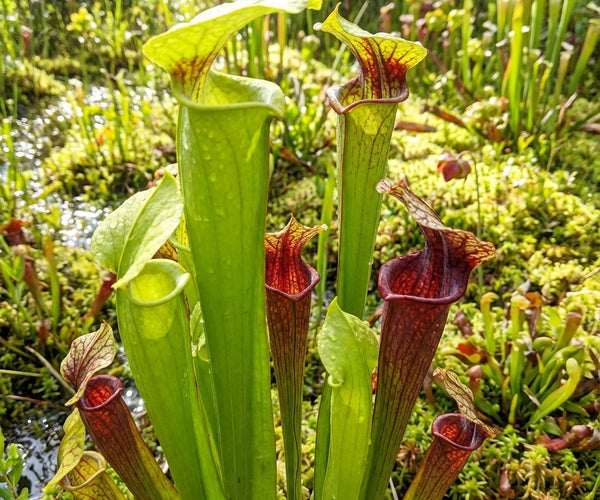 Pitcher Plants Unveiled: Sarracenia Basics, Care Tips & Why Collec ...