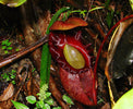A large Nepenthes rajah pitcher plant growing in the cool, high-elevation habitat of Mount Kinabalu