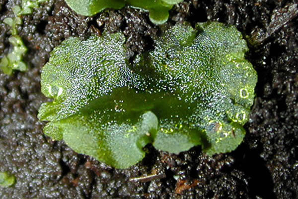 Close-up of a small green fern gametophyte growing on damp soil