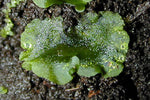 Close-up of a small green fern gametophyte growing on damp soil