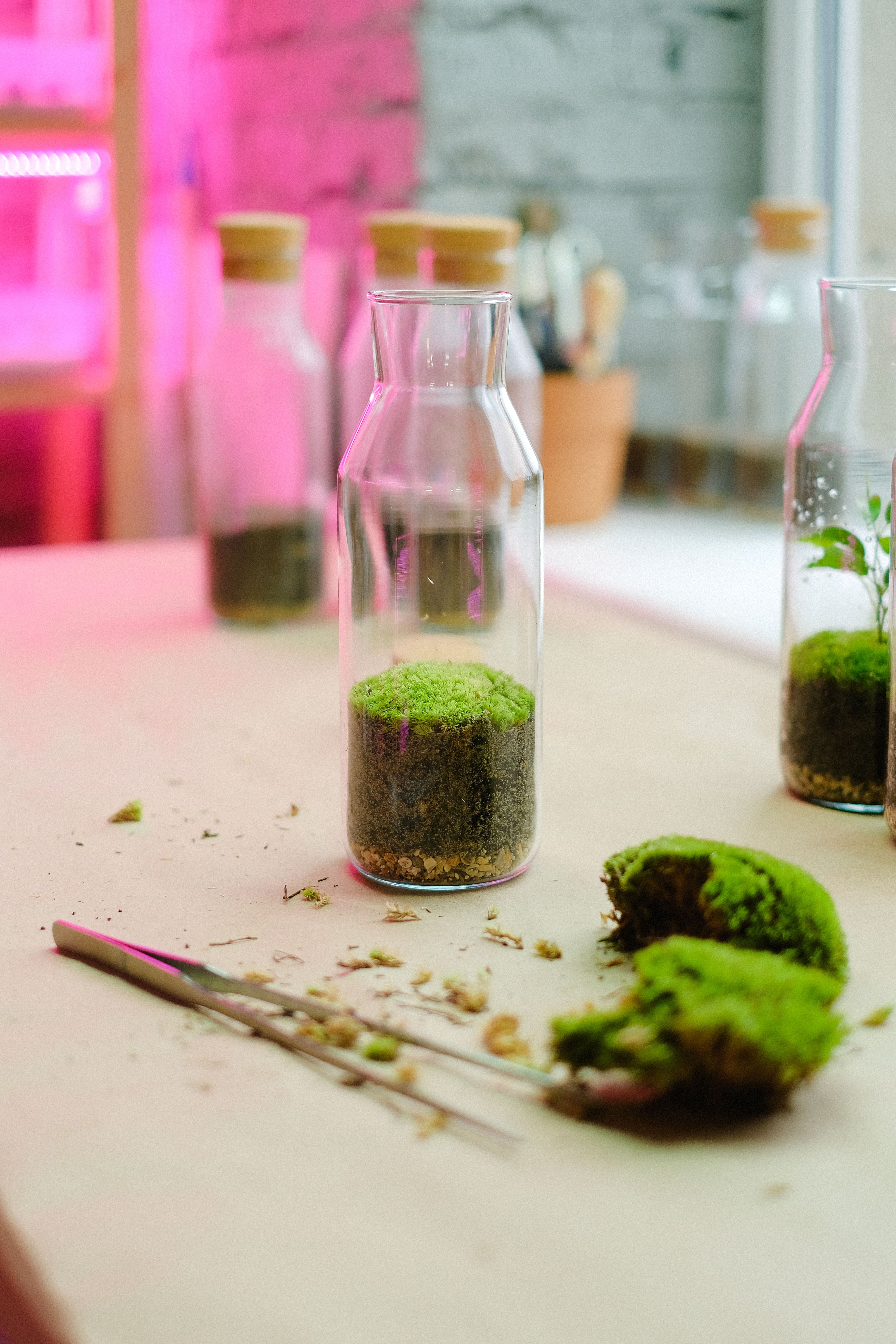 Lush green moss arranged in glass jars for an indoor display