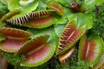 Close-up of a healthy Venus flytrap with open traps and fine trigger hairs