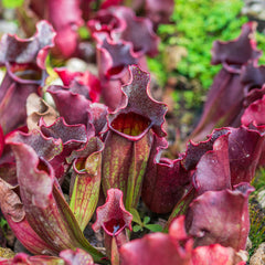 Collection image for: Carnivorous Plants