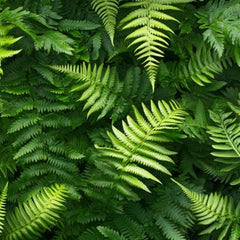 Fern