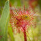 Sundews