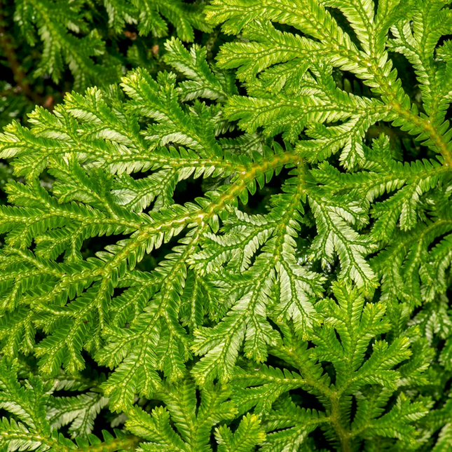 Blue Spikemoss (Selaginella emmeliana)