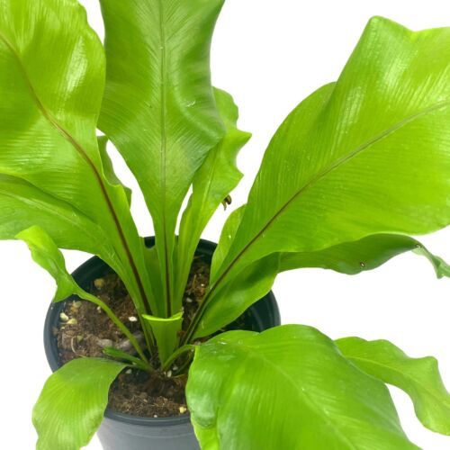 Bird's Nest Fern