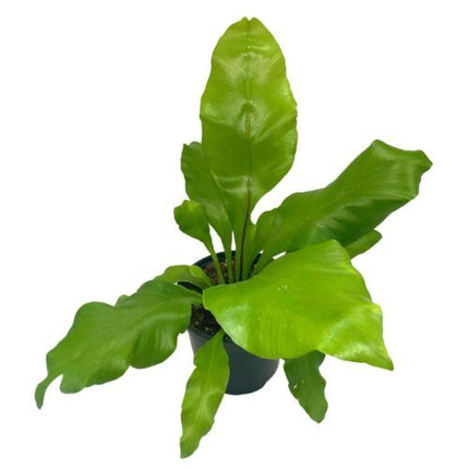 Bird's Nest Fern