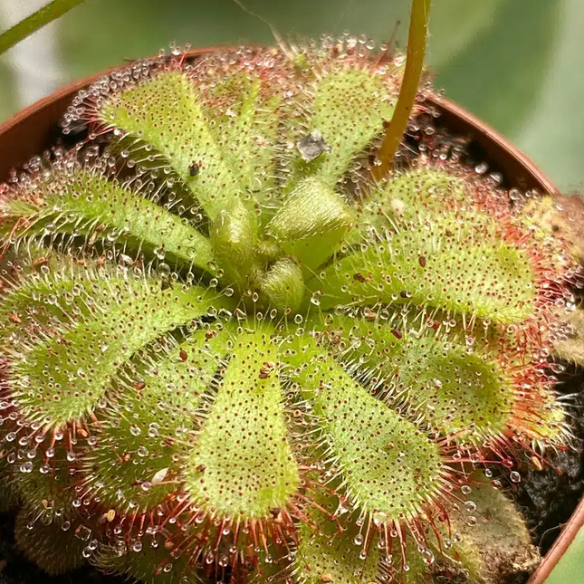 Spoon Leaf Sundew