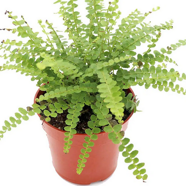 Lemon Button Fern