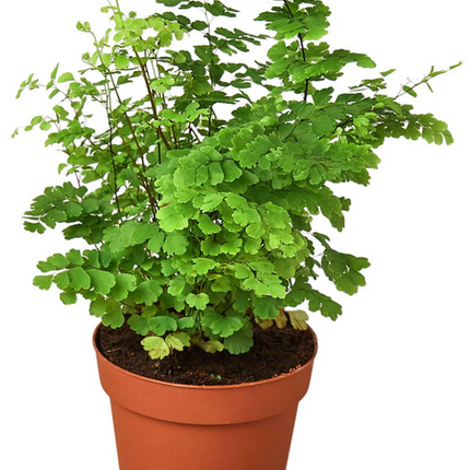 Lisa Maidenhair Fern