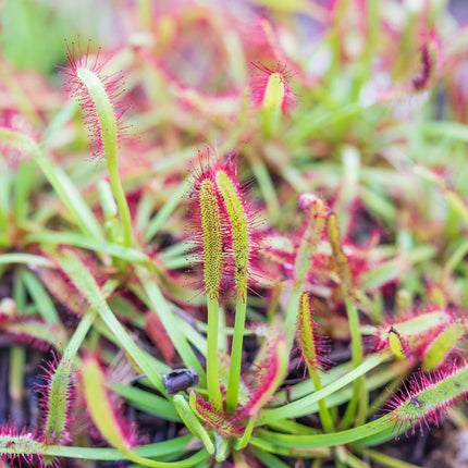 Cape Sundew Typical
