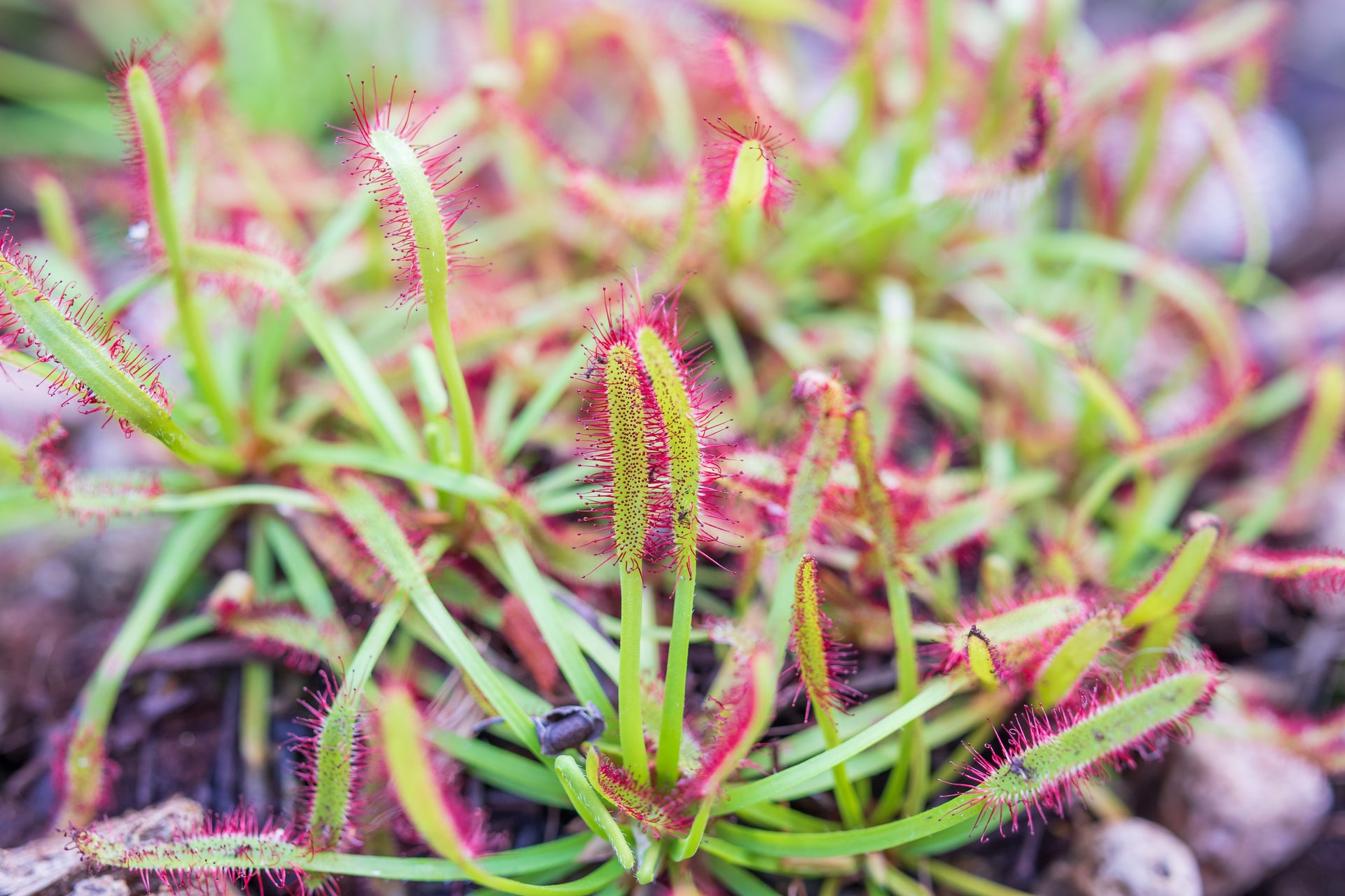 Cape Sundew Typical
