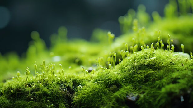Banner image for: <h3>MOSS</h3>