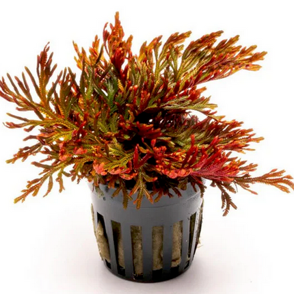 Ruby Red Club Moss (Selaginella erythropus ‘Ruby Red')
