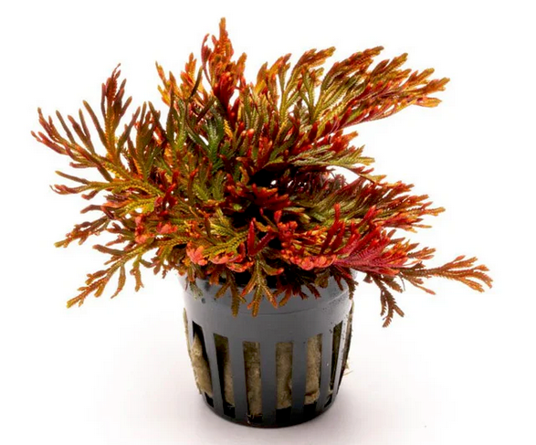 Ruby Red Club Moss (Selaginella erythropus ‘Ruby Red')