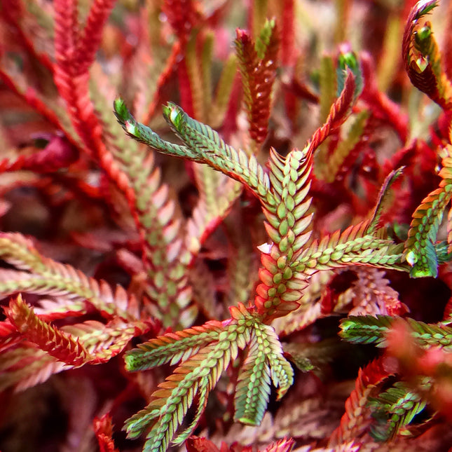 Ruby Red Club Moss (Selaginella erythropus ‘Ruby Red')