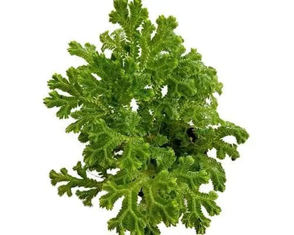 Blue Spikemoss (Selaginella emmeliana)