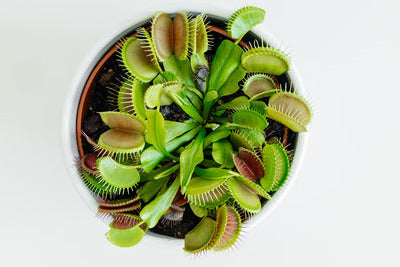 Venus Flytrap (Typical)