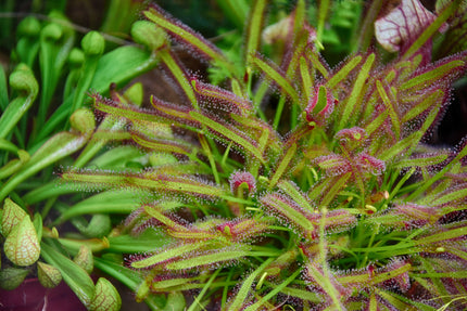 Cape Sundew (typical form)